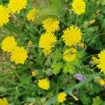 Crepis setosa 叶