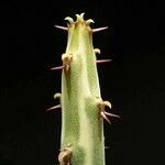 Euphorbia septentrionalis Blad