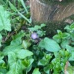 Vinca difformis Hoja