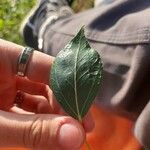Populus simonii Leaf