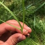 Carex canescens Feuille