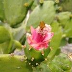 Opuntia triacanthos Květ