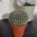 Mammillaria hahniana برگ