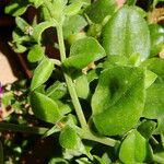 Aptenia cordifolia 葉