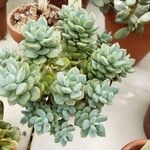 Echeveria derenbergii Habitat