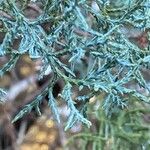 Juniperus deppeana Leaf