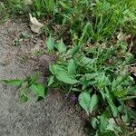 Solanum dulcamara Floro