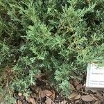 Juniperus chinensis List