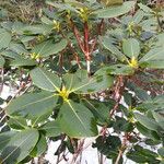 Rhododendron stewartianum Foglia