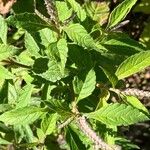 Elsholtzia stauntonii Hoja