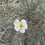 Helianthemum lippii Çiçek