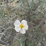 Helianthemum lippii Bloem