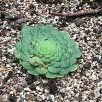 Aeonium tabulaeforme Costuma