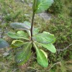 Draba muralis Ŝelo