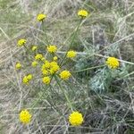 Lomatium triternatum Λουλούδι