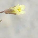 Brassica tournefortii 花