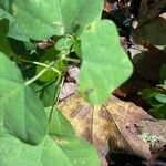 Passiflora lutea Leaf