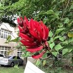 Erythrina variegata Flor