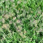 Poa bulbosa Libunga