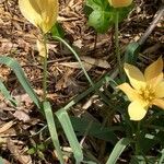 Tulipa linifolia Folha