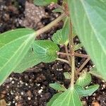 Acalypha australis Flors