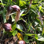 Arisarum vulgareКветка