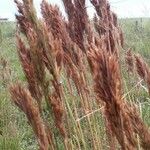 Andropogon bicornis Fruit