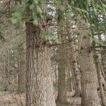 Pseudotsuga menziesii Kéreg/szár