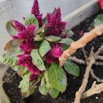 Celosia argenteaᱵᱟᱦᱟ