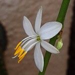 Chlorophytum comosum 花