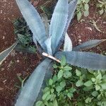 Agave tequilana Habitatea