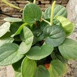 Peperomia albovittata Ліст