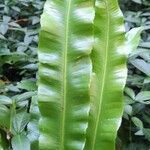 Asplenium scolopendrium Leaf