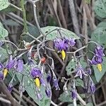 Solanum dulcamaraBloem