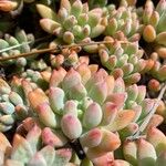 Sedum pachyphyllum Fruto