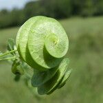 Medicago orbicularis Fruit