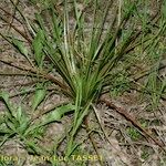 Isoetes setacea Pokrój