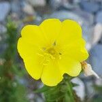 Oenothera biennis花