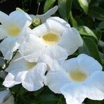 Pandorea jasminoides Květ