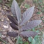 Solanum trizygum Leaf