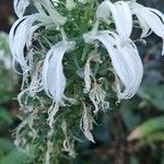 Lobelia nicotianifolia Květ