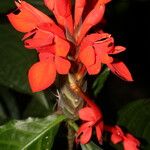 Aphelandra aurantiaca Çiçek