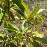 Ardisia elliptica Levél