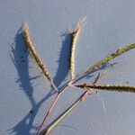 Dichanthium aristatum Fruchs