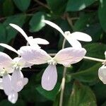 Congea tomentosa Flor