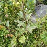 Senecio cacaliaster पत्ता