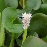 Pontederia rotundifolia Кветка