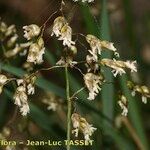Hierochloe odorata Flower