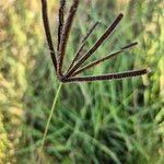 Eustachys paspaloides Fleur