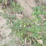 Phyllanthus reticulatus Máis
